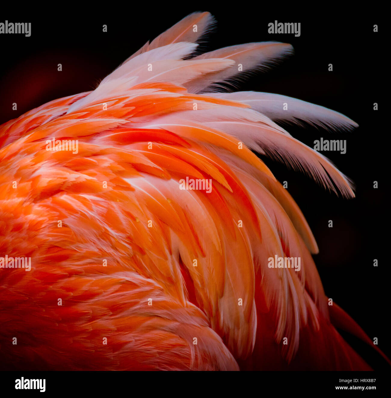 Rosy shape High Resolution Stock Photography and Images - Alamy