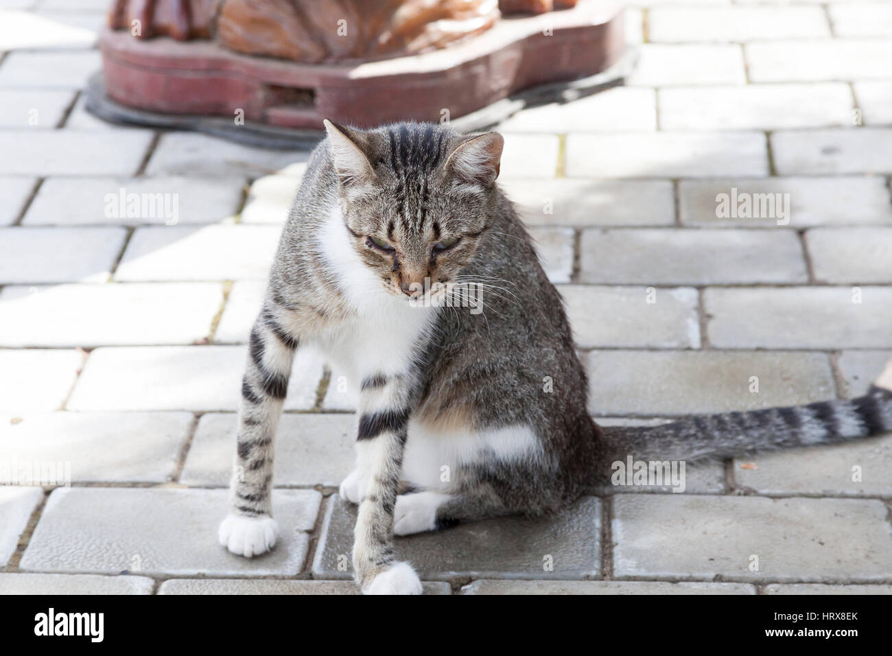 portrait of a cat on the city street in bright summer day Stock Photo ...