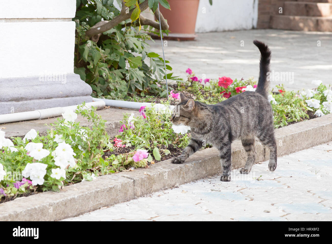portrait of a cat on the city street in bright summer day Stock Photo ...