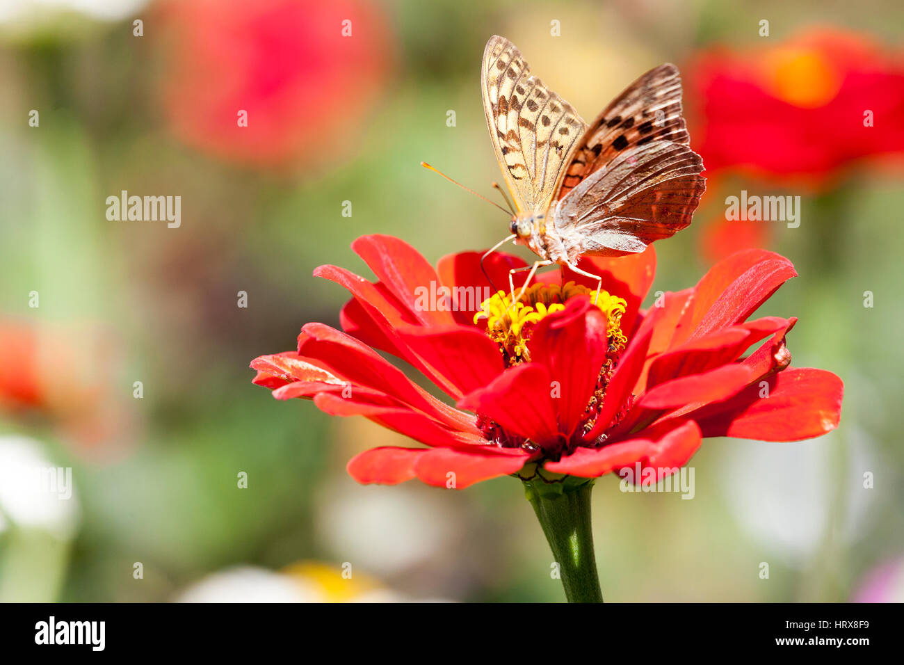 Closeup butterfly on flower in the bright summer afternoon Stock Photo