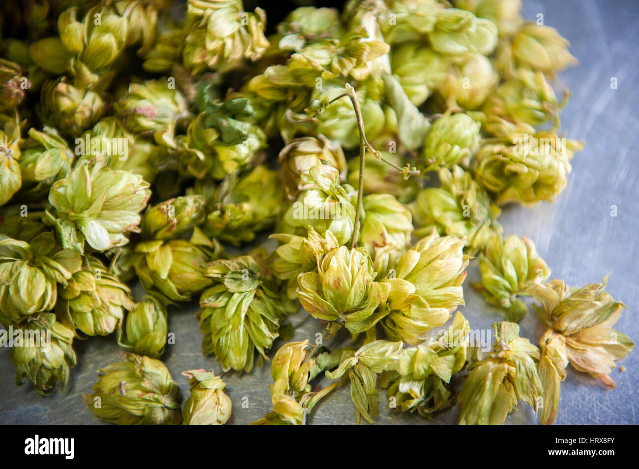 Hops ready for brewing Stock Photo