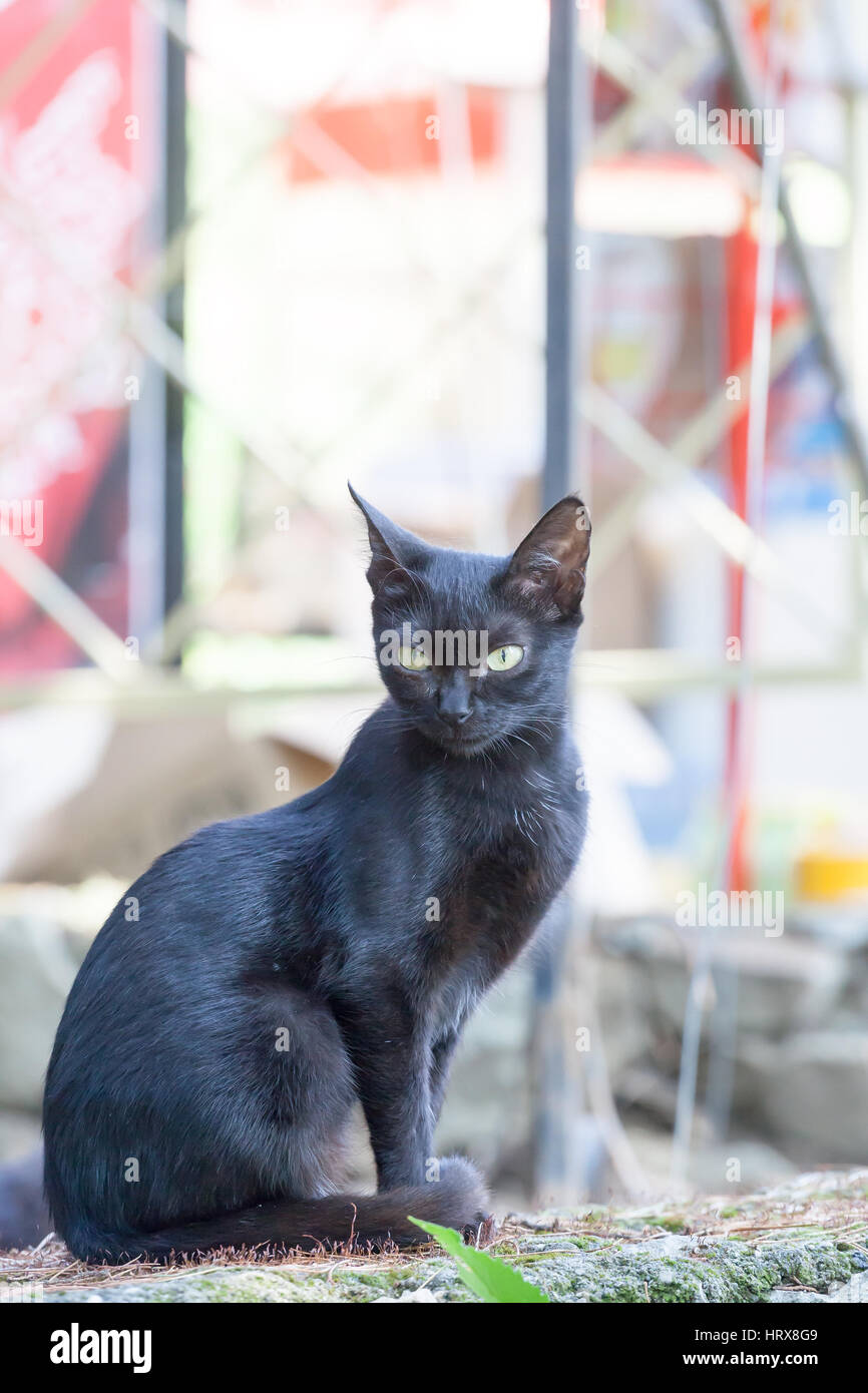 portrait of a cat on the city street in bright summer day Stock Photo ...