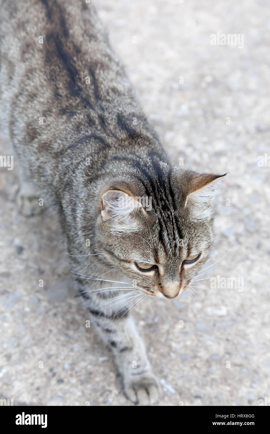 portrait of a cat on the city street in bright summer day Stock Photo ...