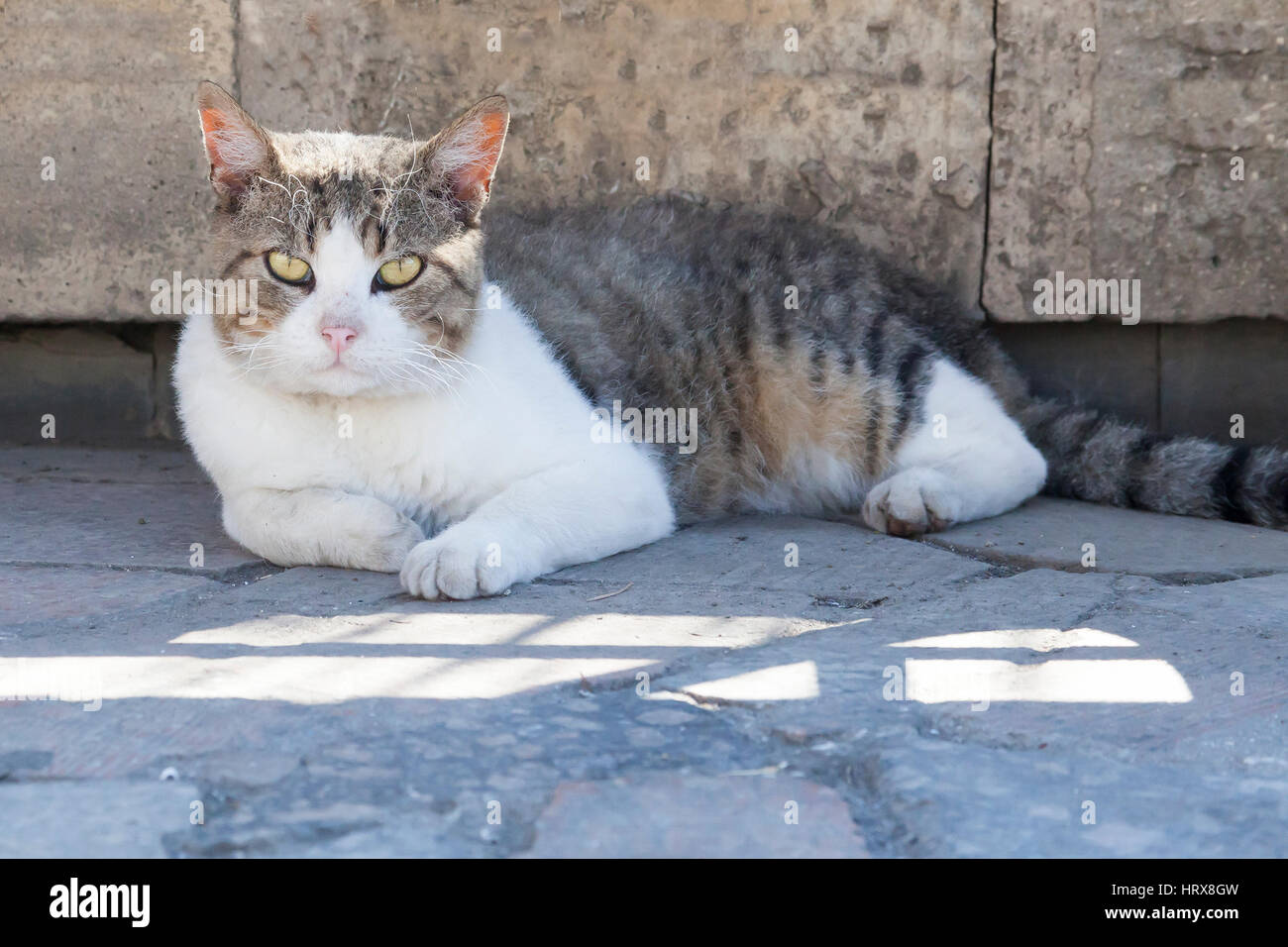 portrait of a cat on the city street in bright summer day Stock Photo ...