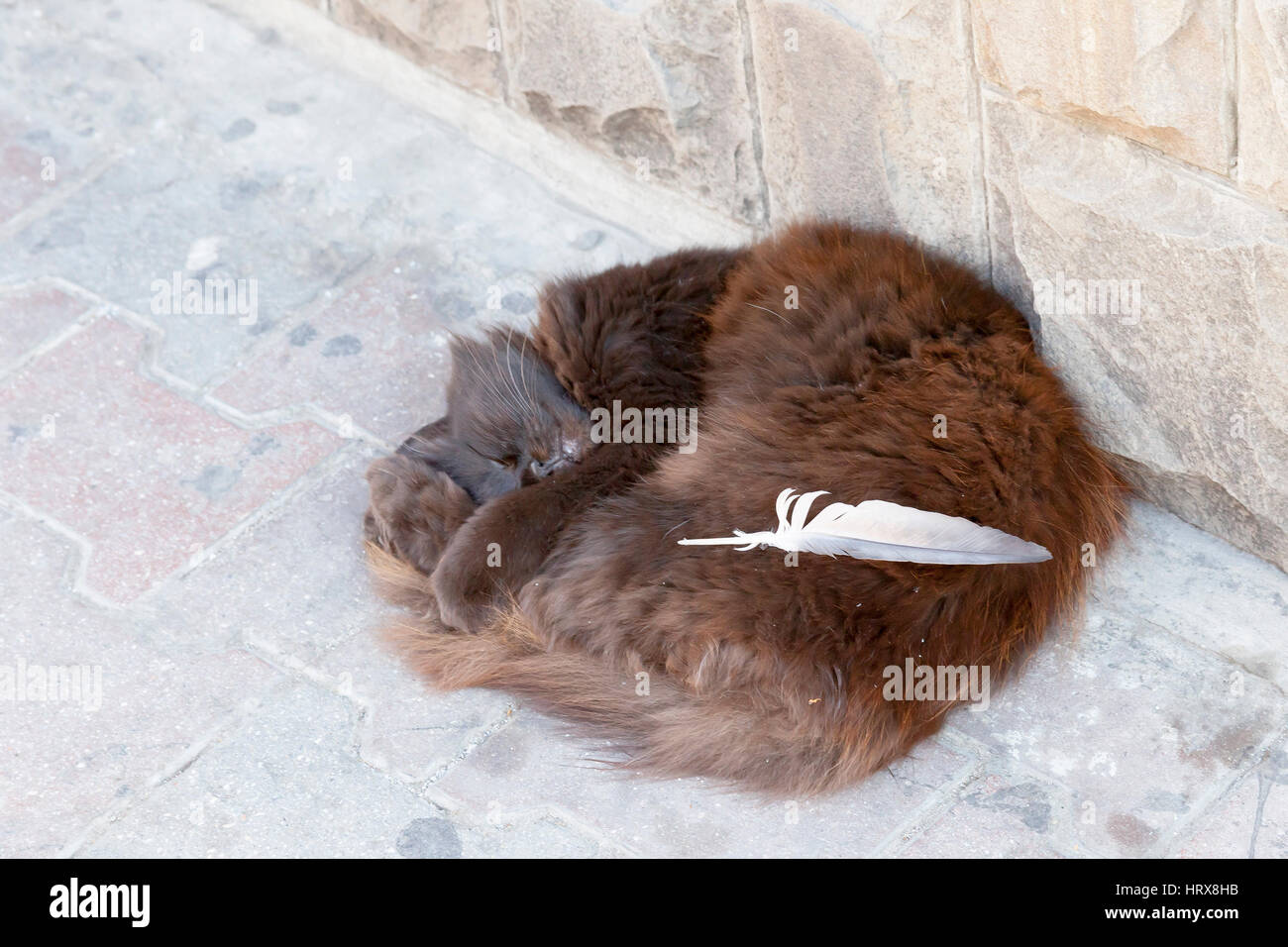 portrait of a cat on the city street in bright summer day Stock Photo ...