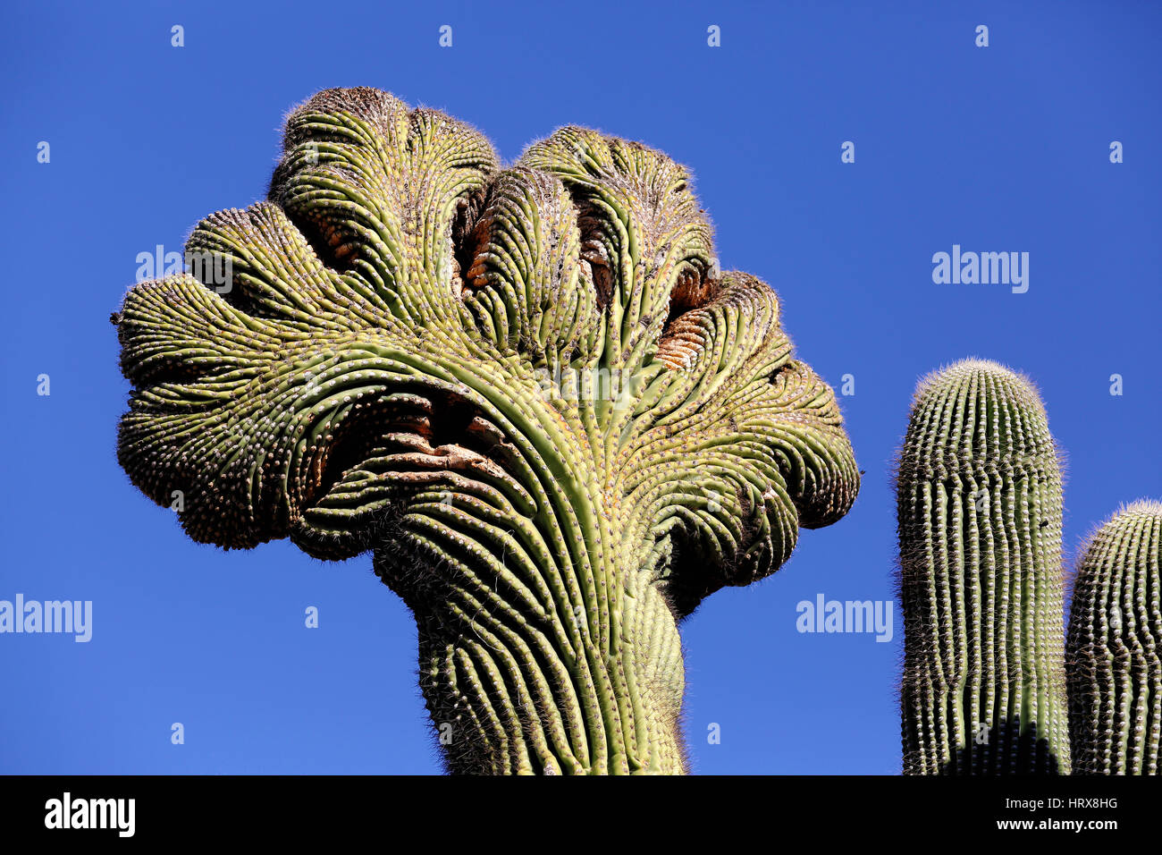 A Crested Suguaro cactus, growing in the Sonoran desert of Arizona.  A genetic abnormality is suspected as the cause of this rare aberation, Stock Photo