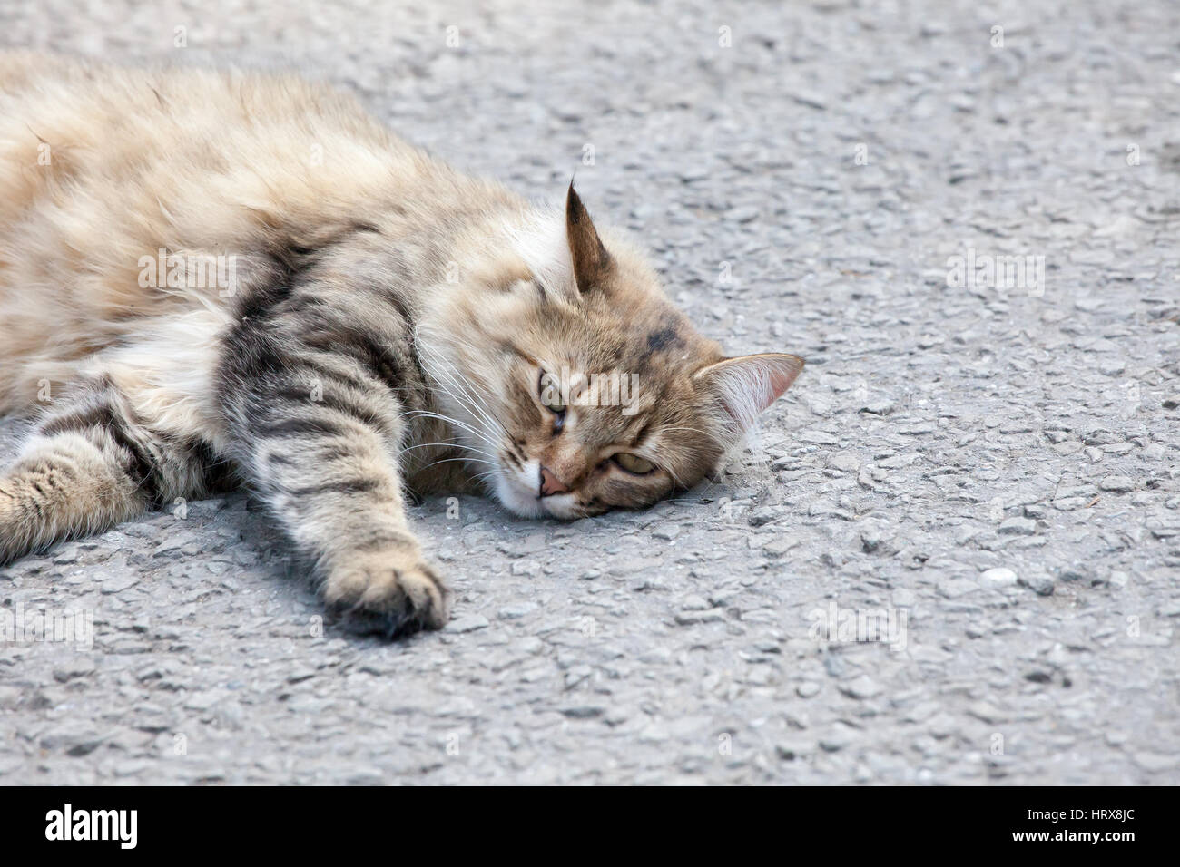 portrait of a cat on the city street in bright summer day Stock Photo ...