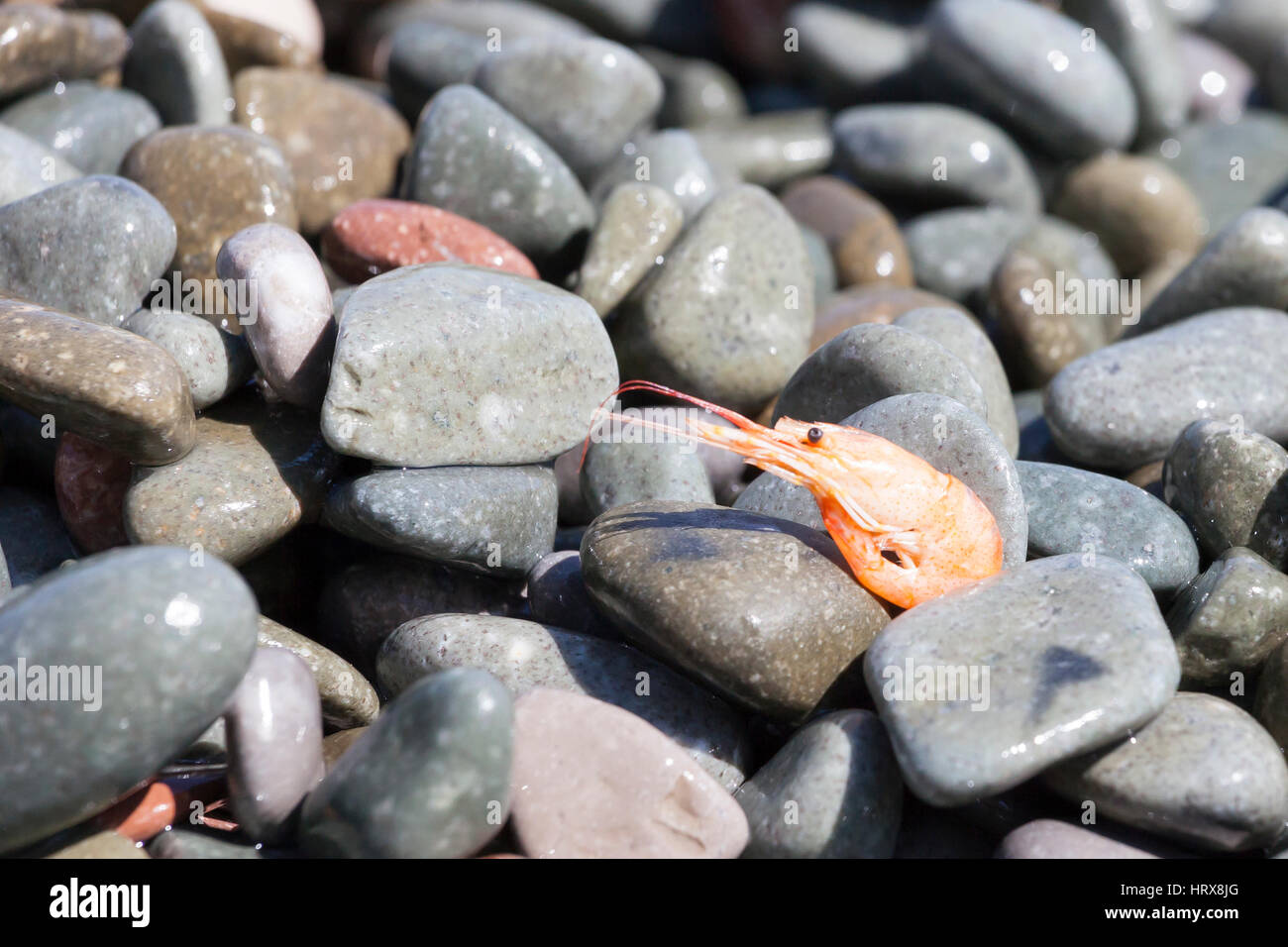 boiled shrimp on pebble by the sea in clear summer day Stock Photo