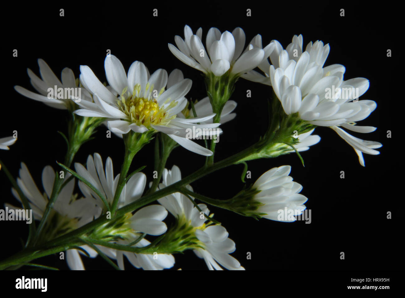 Simple is the best - Chrysanthemum japonense on black background also known as ashizuri noji-giku Ashizuri Stock Photo