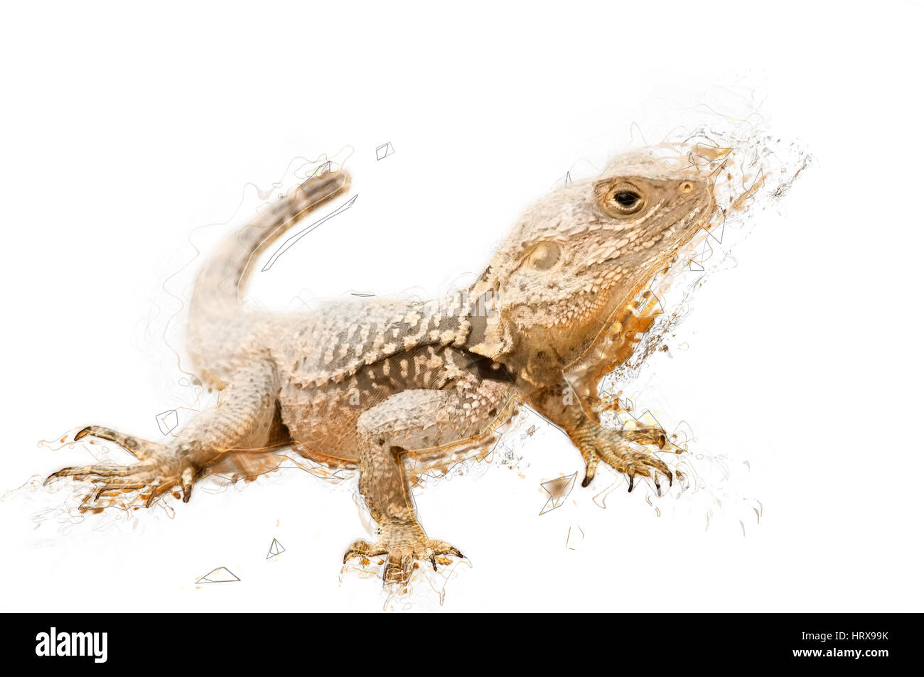 Sketch illustration of a lizard. Isolated. Contains clipping path Stock Photo