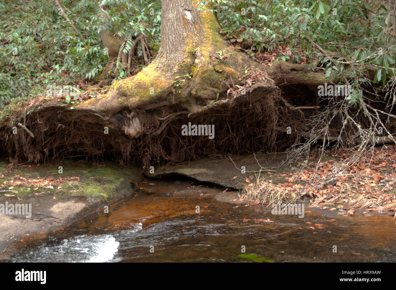 Underneath tree roots hi-res stock photography and images - Alamy