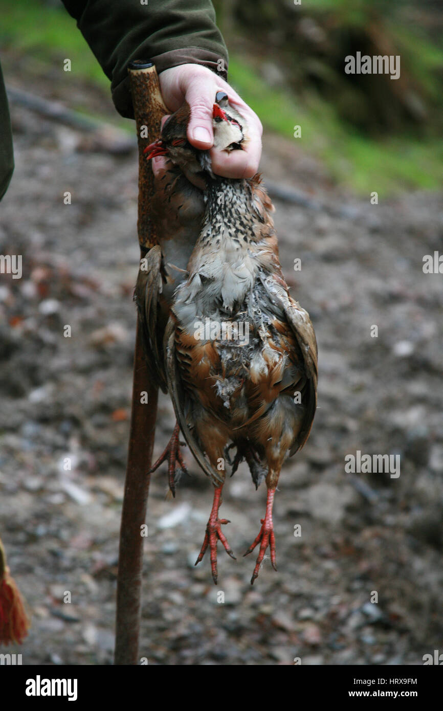 Shot Pheasant, UK Stock Photo