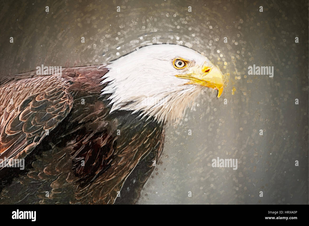 Portrait of a bald eagle. Drawn illustration Stock Photo - Alamy