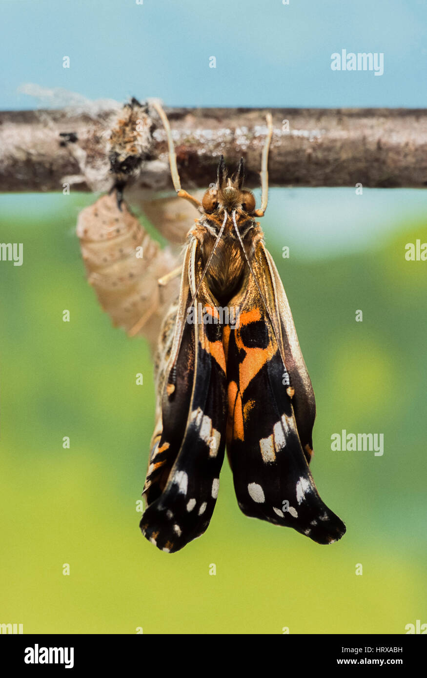Painted Lady butterfly, (Vanessa cardui), newly emerged from pupa, dries out its wings, London, United Kingdom Stock Photo