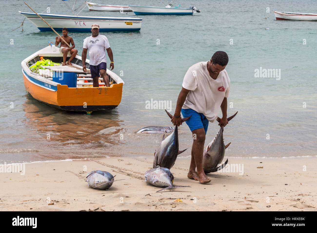 Tamarin, Mauritius - December 8, 2015: Unidentified fisherman carry tuna fish as they unload a catch from a boat at Tamarin Bay in Mauritius. Stock Photo