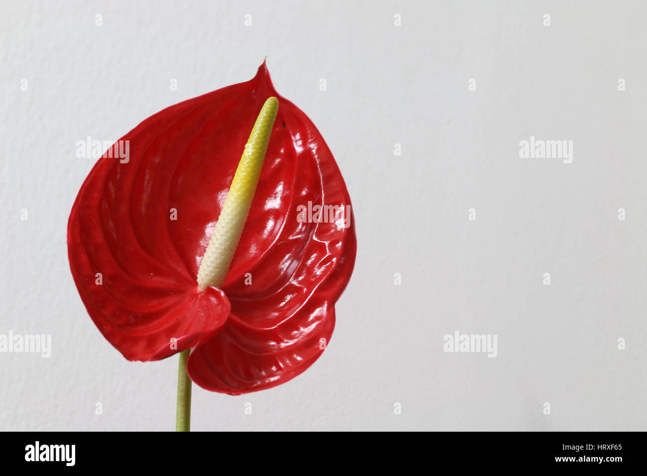 Single red anthurium flower against white wall Stock Photo