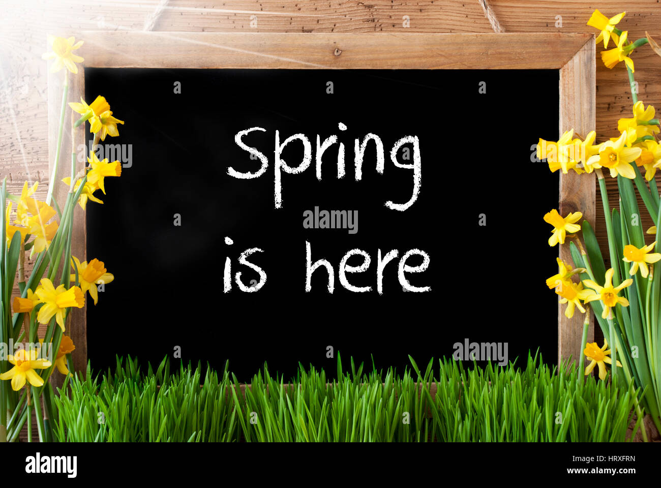 Blackboard With English Text Spring Here. Sunny Spring Flowers Nacissus ...