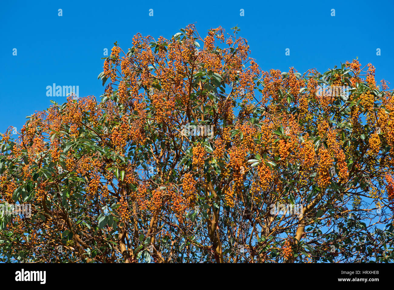 Arbutus Tree in early Autumn with heavily laden fruit at Deep Bay on
