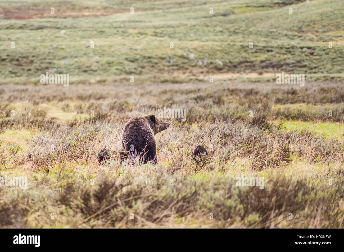 Mother grizzly bear with two cubs in prairie in Yellowstone National ...