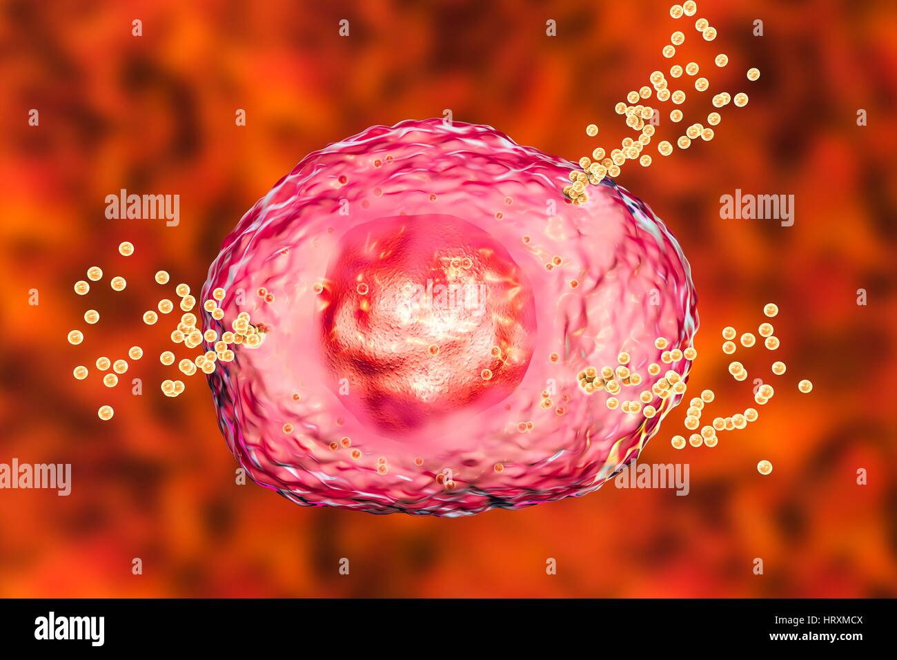 Mast cell releasing histamine during allergic response,computer illustration.Mast cells are type of leucocyte (white blood cell).They contain chemical mediators histamine,serotonin heparin.Histamine is released from mast cells in response to allergen,causing localized inflammatory immune Stock Photo