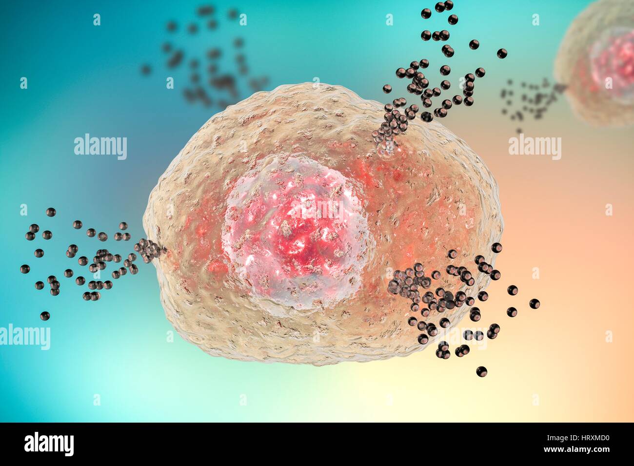 Mast cell releasing histamine during allergic response,computer illustration.Mast cells are type of leucocyte (white blood cell).They contain chemical mediators histamine,serotonin heparin.Histamine is released from mast cells in response to allergen,causing localized inflammatory immune Stock Photo