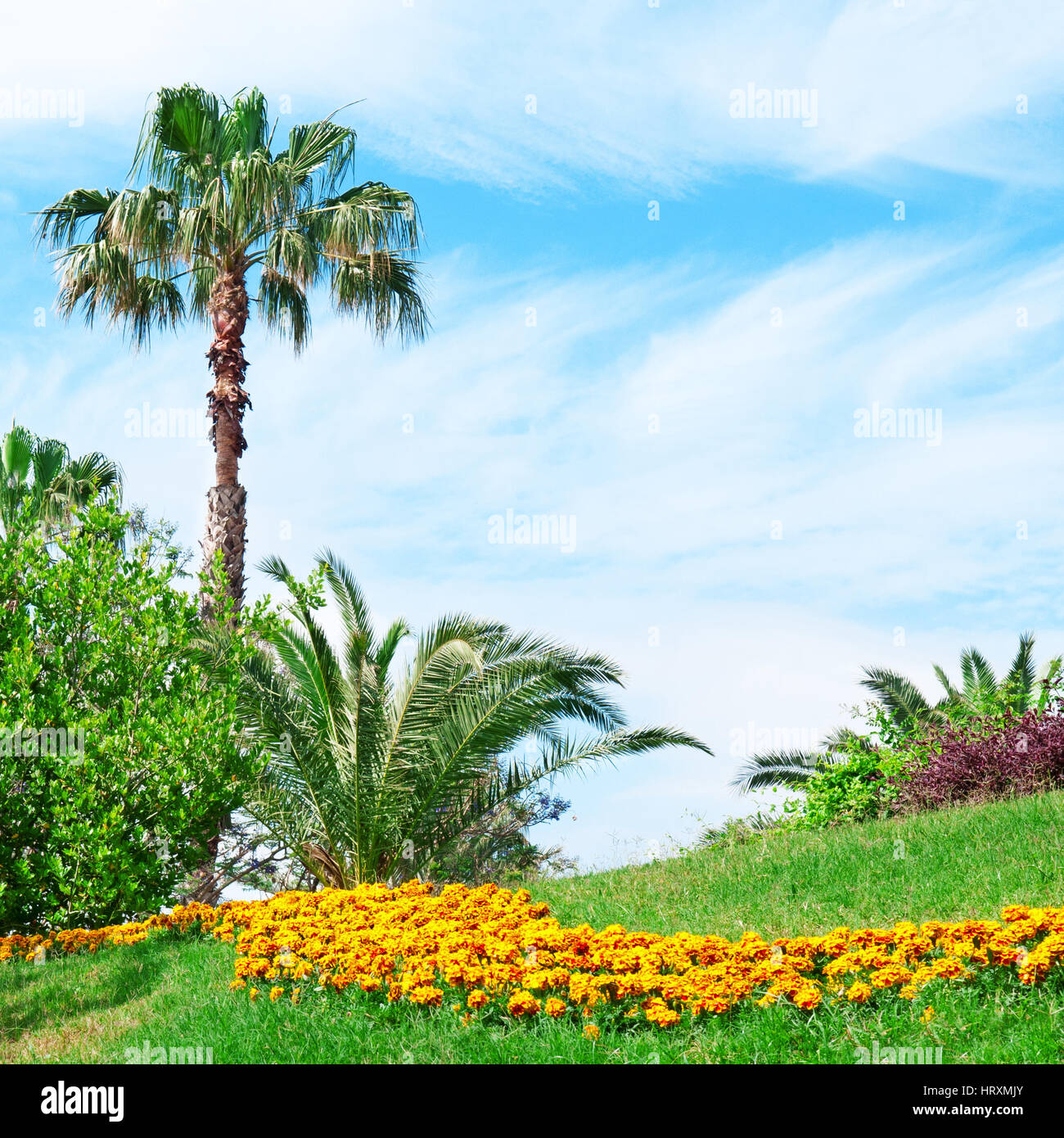 Tropical palm trees in a beautiful park Stock Photo - Alamy
