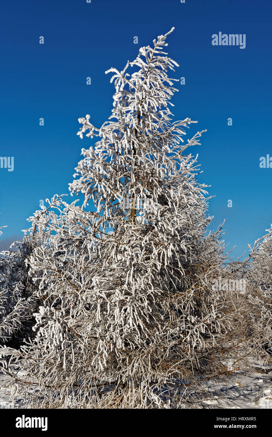 Young larch trees in winter Stock Photo