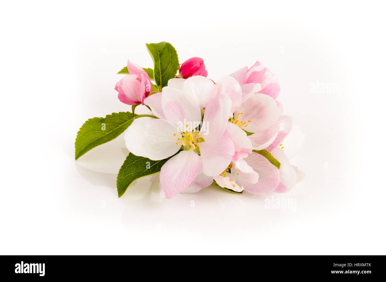 Apple tree flowers on white background, spring blossoms Stock Photo