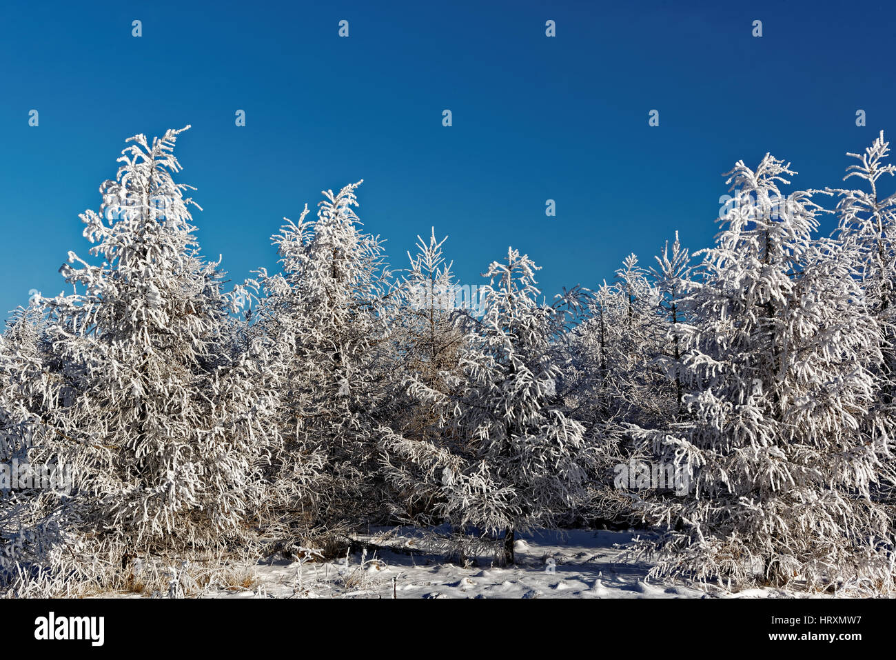 Young larch trees in winter Stock Photo