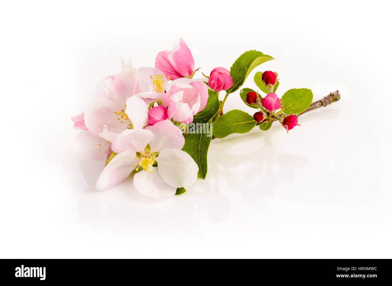 Apple tree flowers on white background, spring blossoms Stock Photo