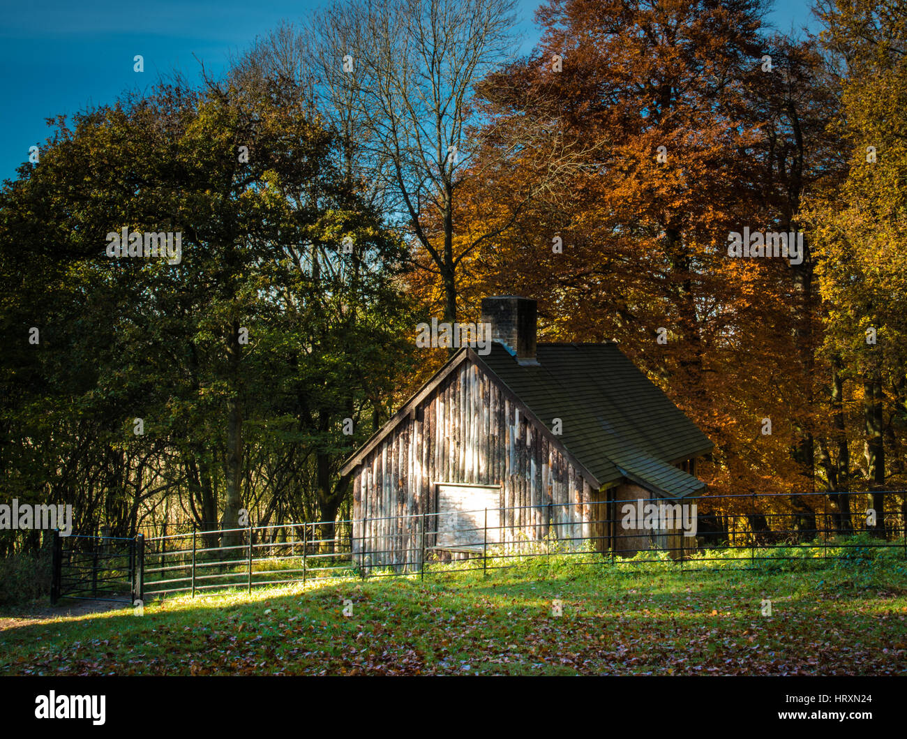 A wooden cabin in the autumn forest Stock Photo