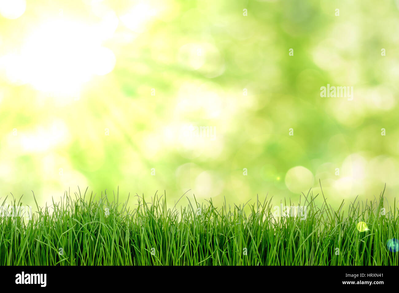 Grass natual background Stock Photo
