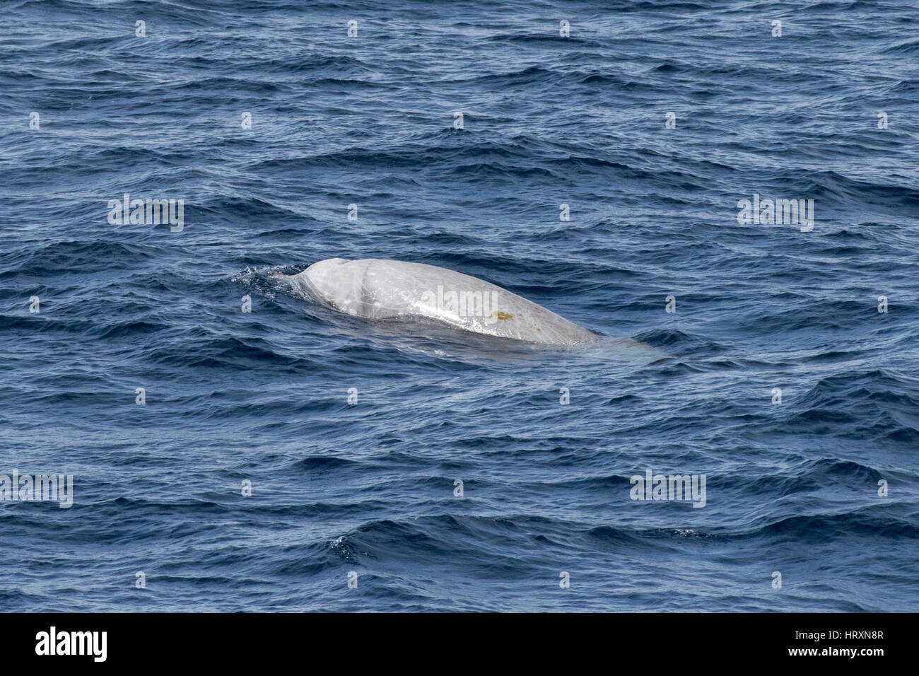 Male Cuvier's beaked whale or goose-beaked whale, Ziphius cavirostris, surfacing, showing teeth, several hundred miles off Mauritania, North Africa Stock Photo