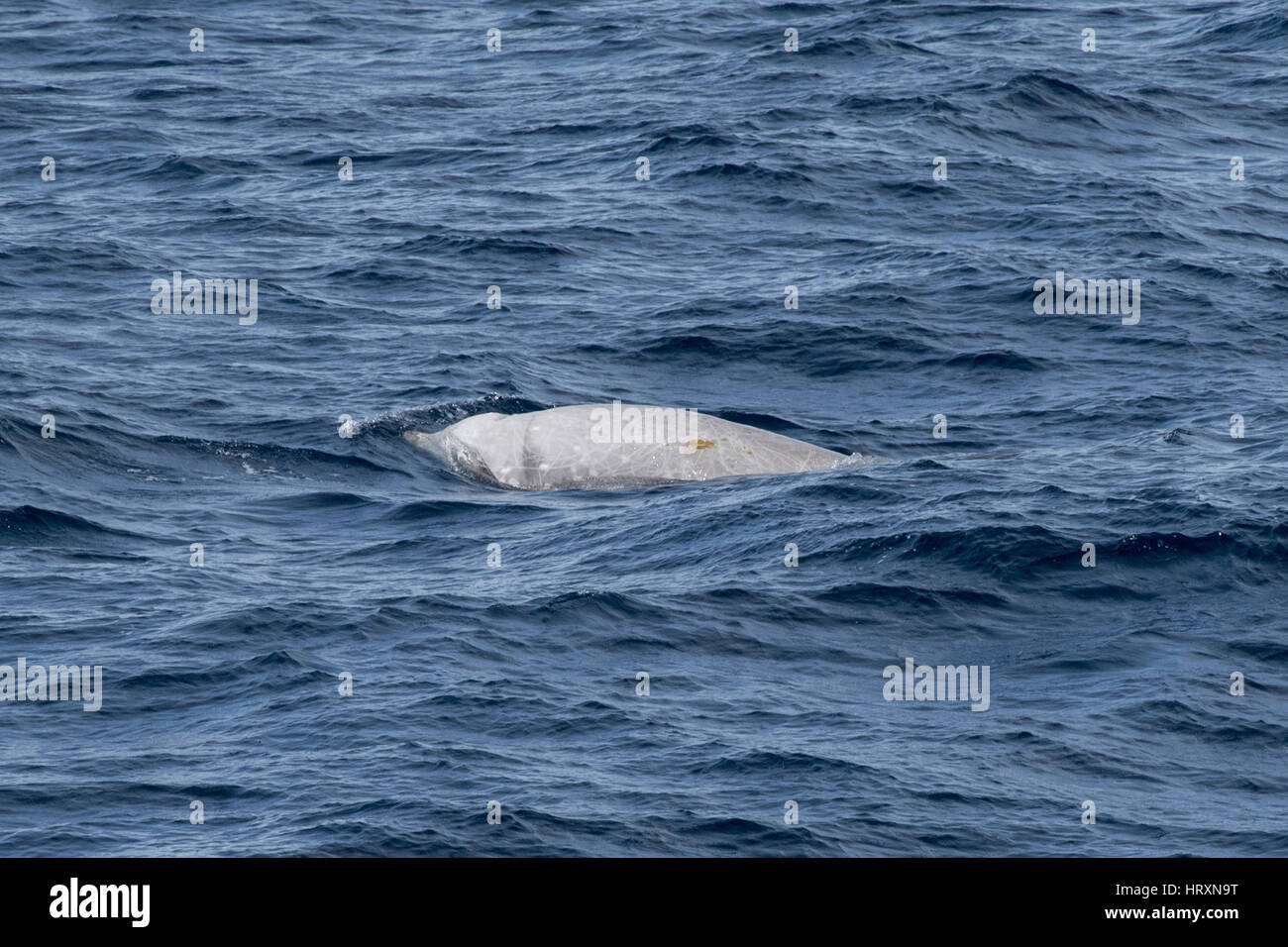 Cuvier's beaked whale hi-res stock photography and images - Alamy