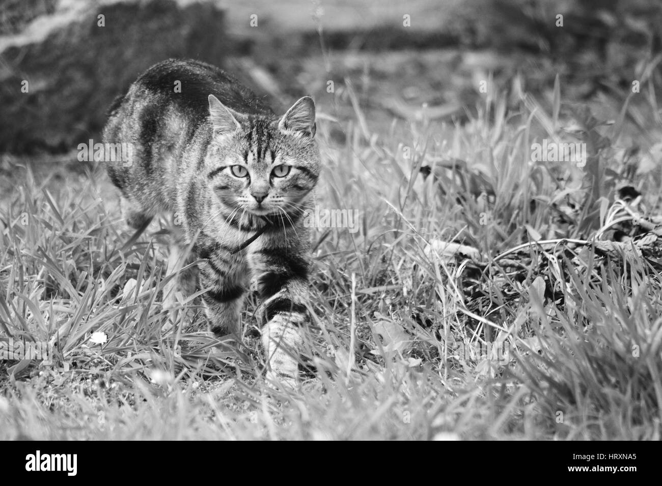 Chat Noir Et Blanc High Resolution Stock Photography And Images Alamy Chat Noir Et Blanc High Resolution Stock Photography And Images Alamy