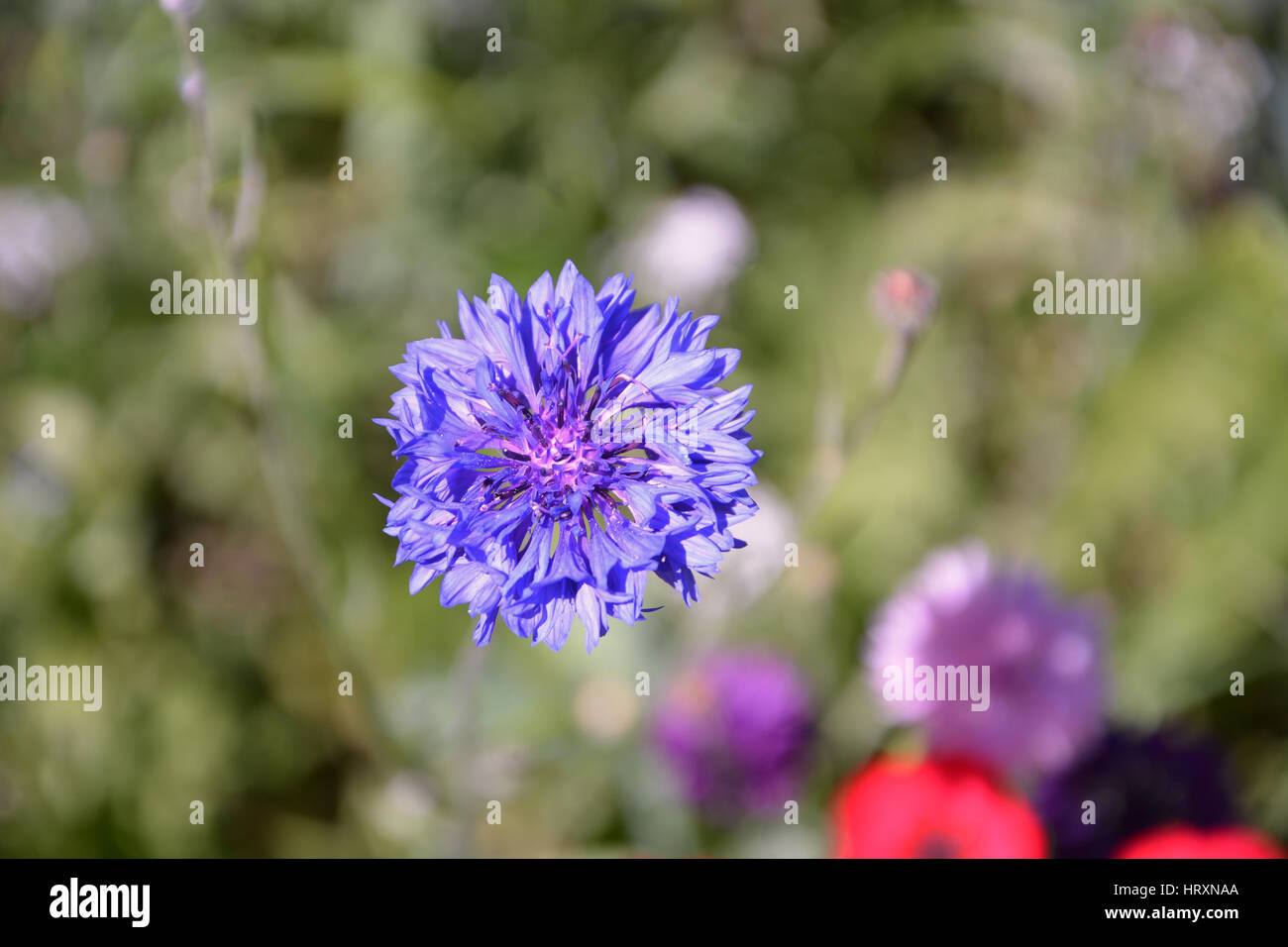 Fleur bleuet .. Stock Photo