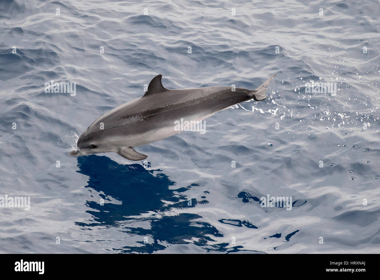 Juvenile Atlantic Spotted Dolphin, Stenella frontalis, breaching off Western Sahara, North Africa, Atlantic Ocean Stock Photo