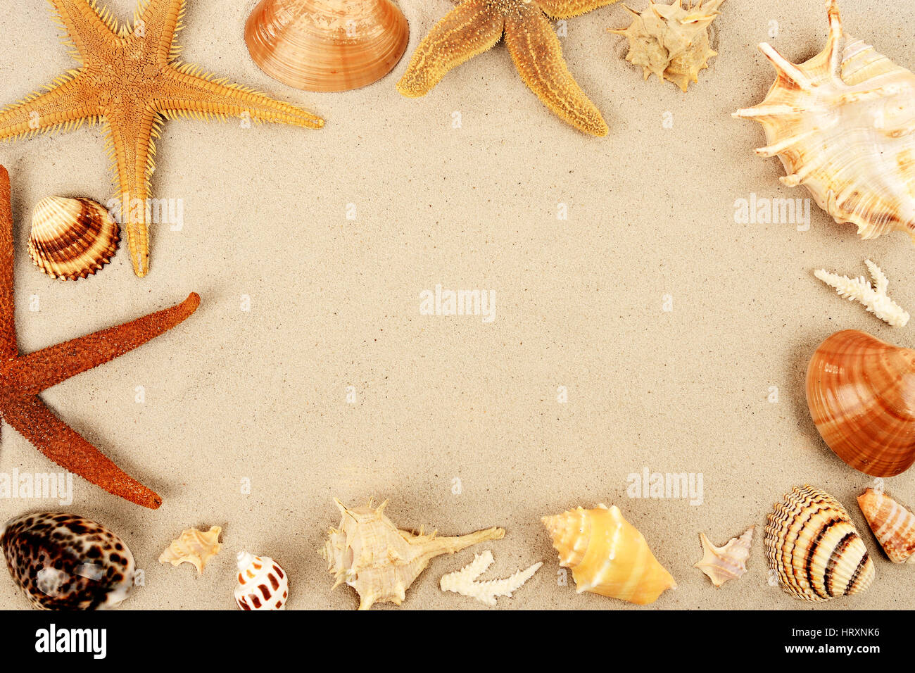 Sea shell  with sand background Stock Photo