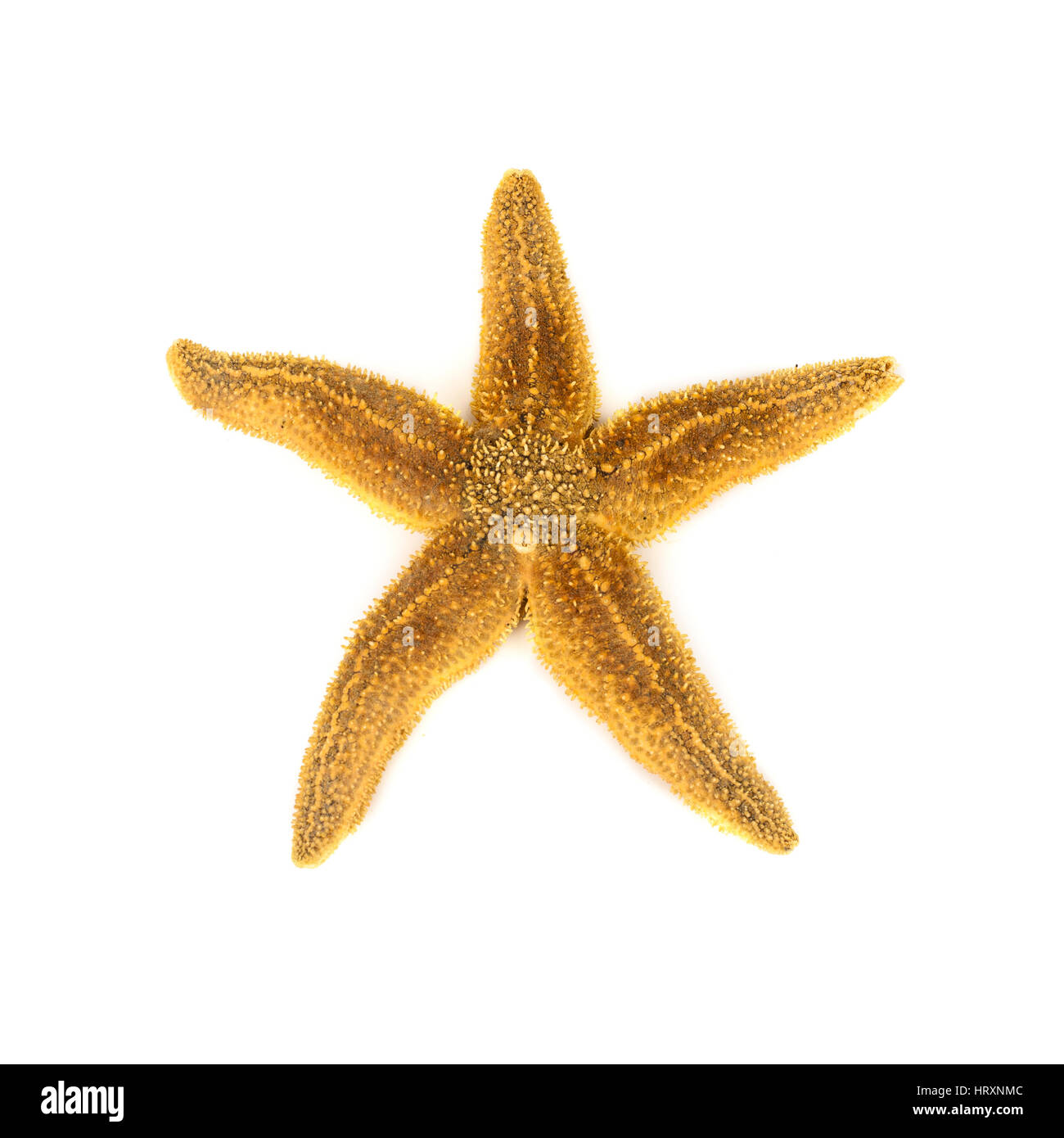 Starfish on white background Stock Photo
