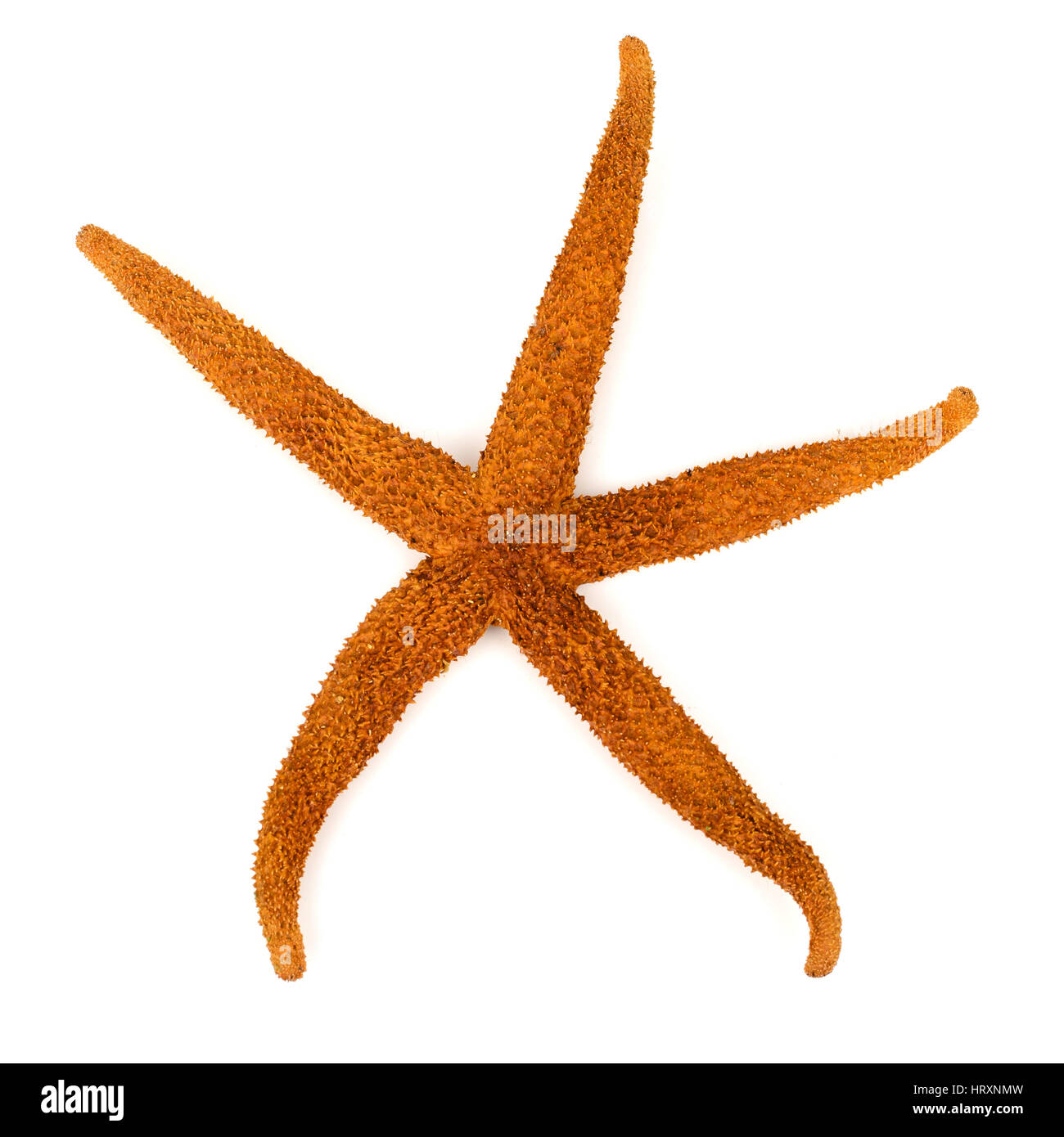 Starfish on white background Stock Photo