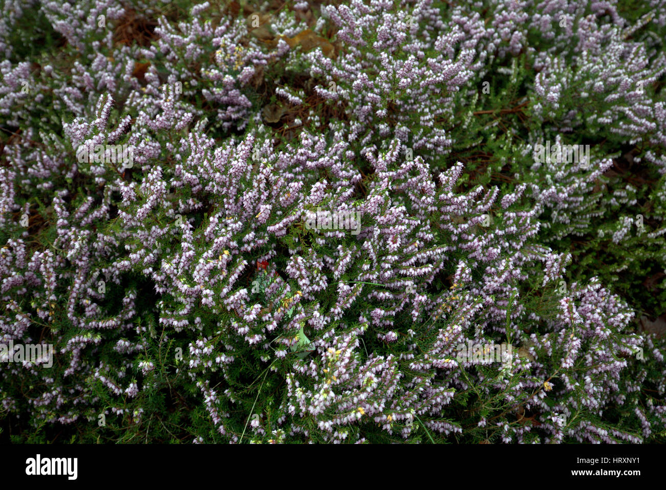 purple heather background Stock Photo