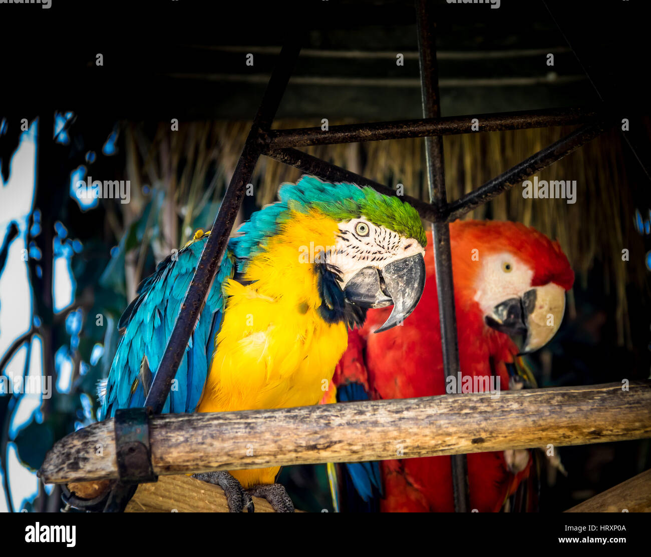 Pair of scarlet and blue-and-yellow macaws Stock Photo