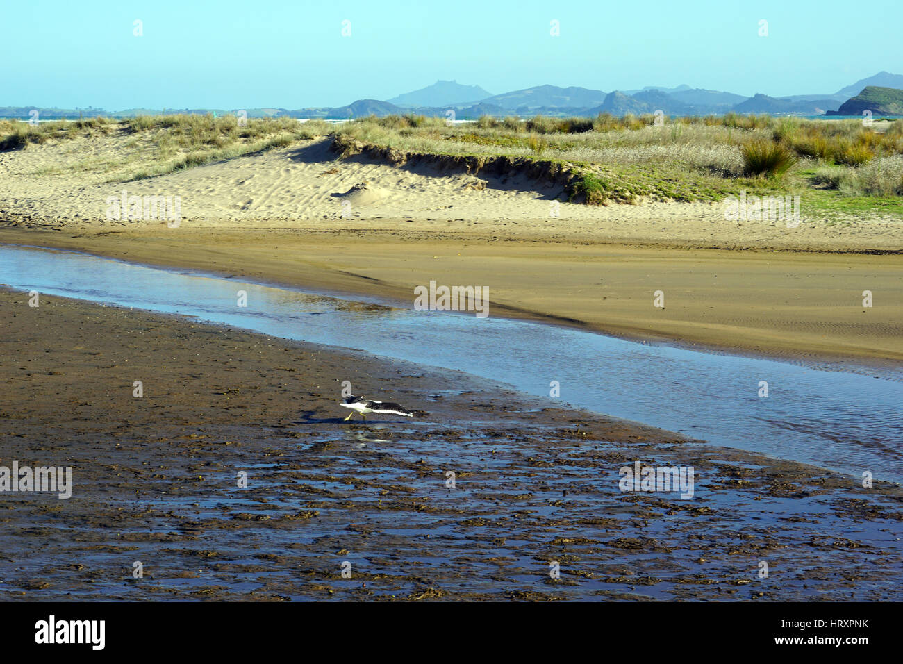 Ocean and sand at Whangarei, New Zealand Stock Photo Alamy