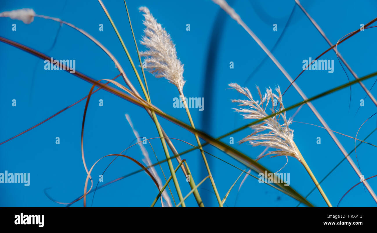 sorghastrum indian grass plants Stock Photo