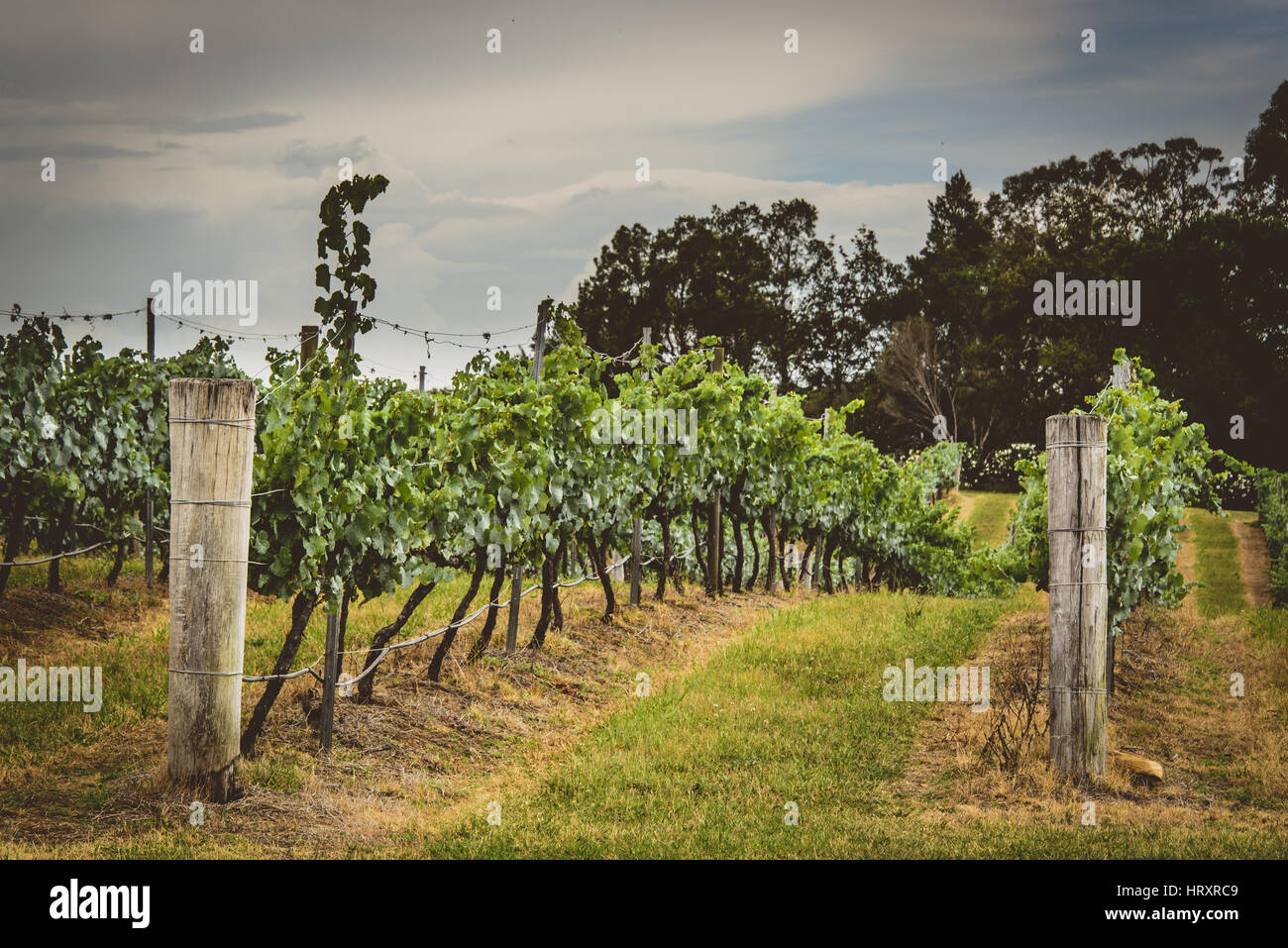 Hunter Valley Vineyards Stock Photo Alamy