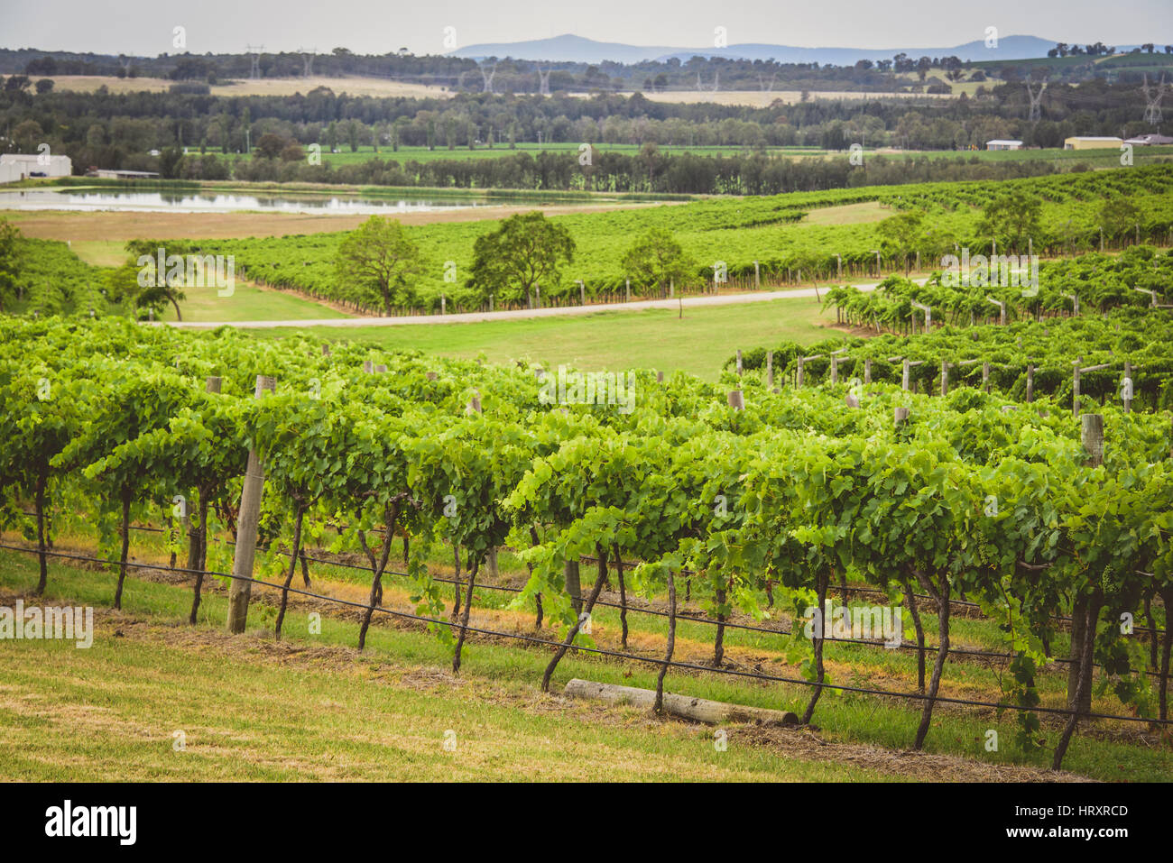 Hunter Valley Vineyards Stock Photo Alamy