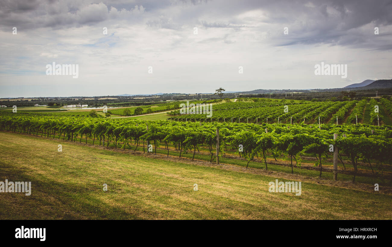 Hunter Valley Vineyards Stock Photo