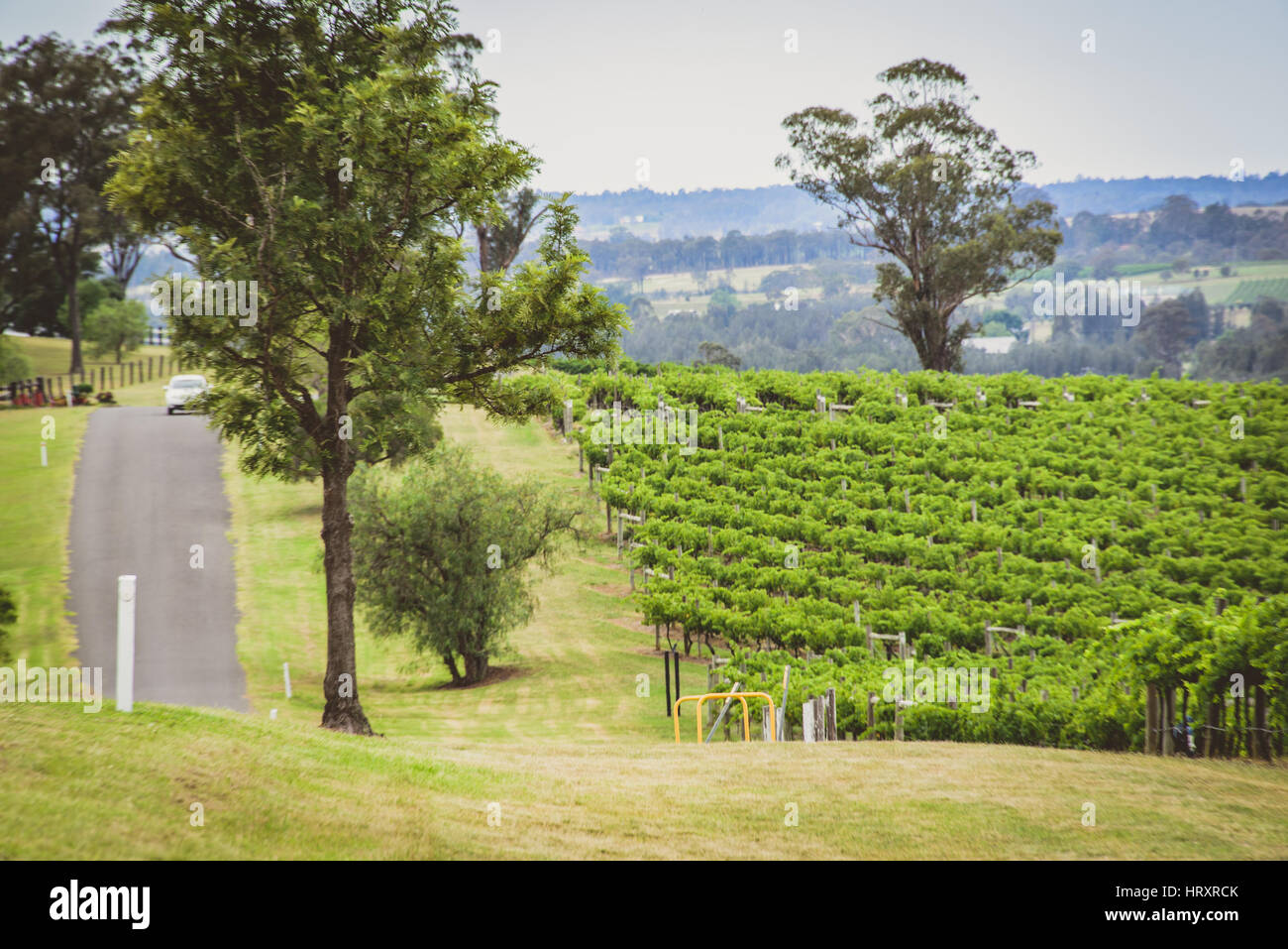 Road through the Hunter Valley Vineyards Stock Photo Alamy