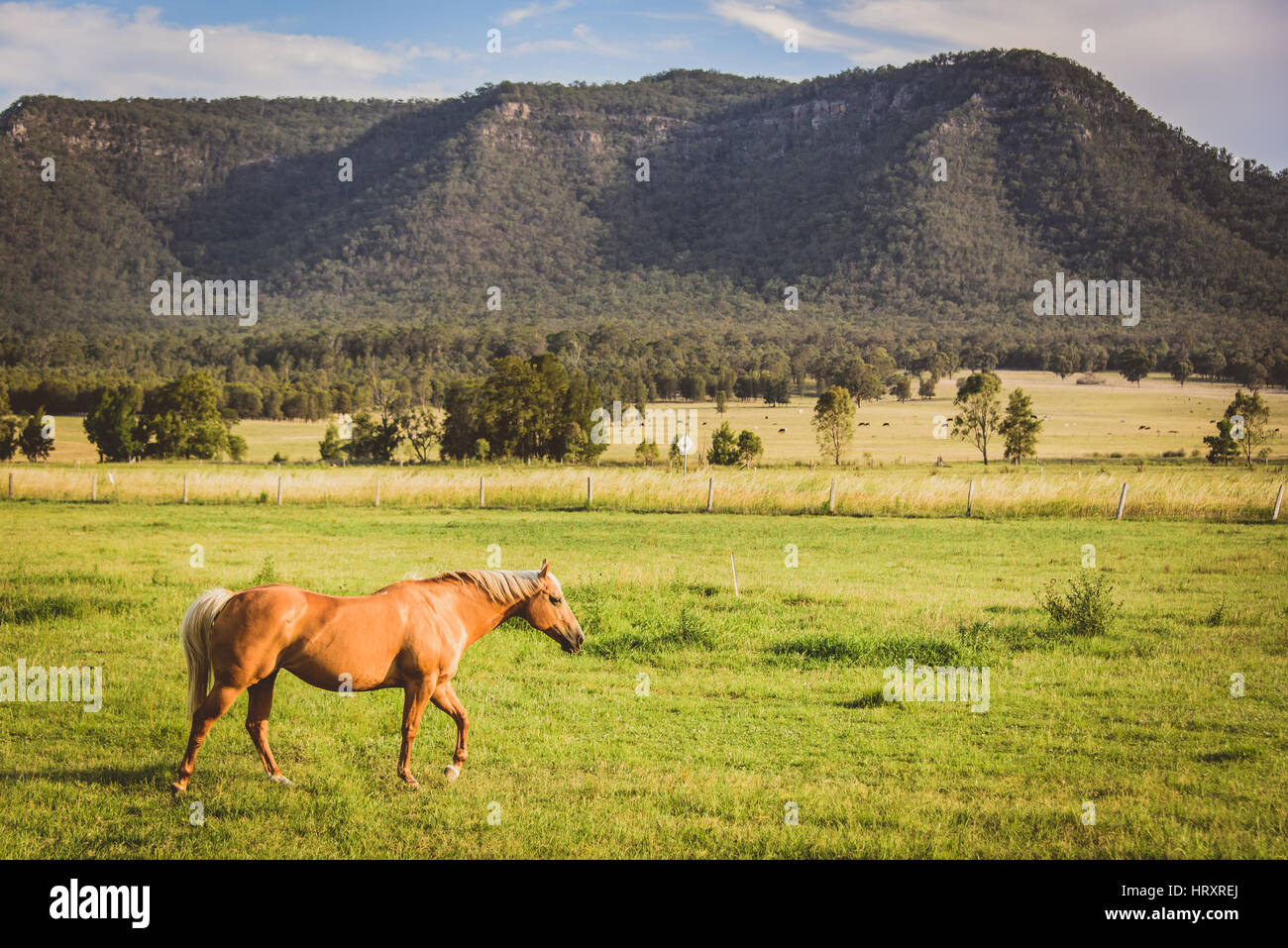 Horse in a field, Australia Stock Photo