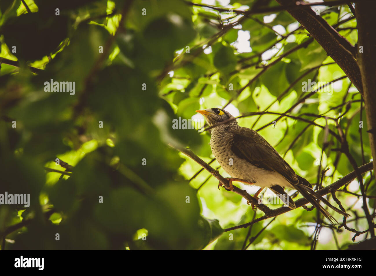 Indian Myna in a tree, Australia Stock Photo - Alamy